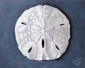Contemplation: Sand Dollar on Slate Gray by Susanna Pantas